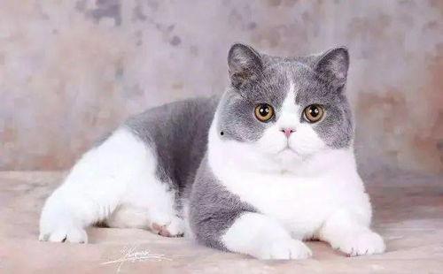 谭竹胖猫爆料吃瓜,娱乐圈吃瓜大揭秘