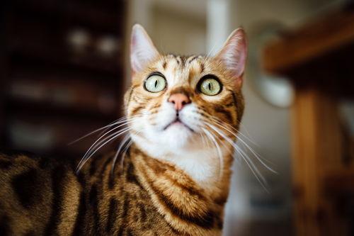 谭竹胖猫爆料吃瓜,娱乐圈吃瓜大揭秘