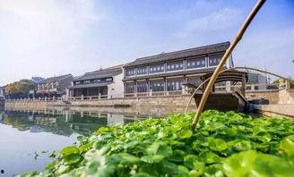 高碑店瓜今日行情,新鲜上市，价格走俏，抢购热潮来袭！