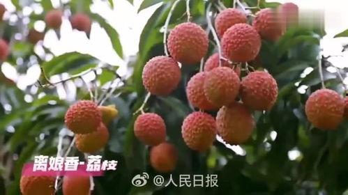 荔枝视频,探索短视频新潮流，引领潮流风向标