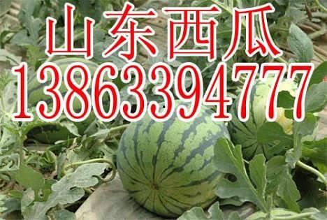 山东吊瓜今日行情如何,价格波动与市场动态一览
