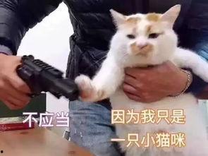 小猫吃瓜爆料表情包,萌态十足，趣味横生