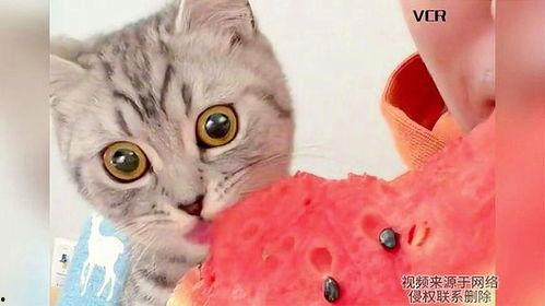 小猫吃瓜爆料表情包,萌态十足，趣味横生