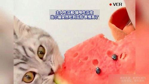 小猫吃瓜爆料表情包,萌态十足，趣味横生