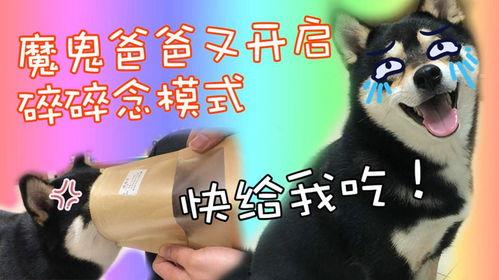 吃瓜黑柴作品,揭秘娱乐圈背后的秘密与真相