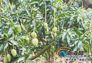 海南今日最火的瓜,今日最火瓜事件深度解析