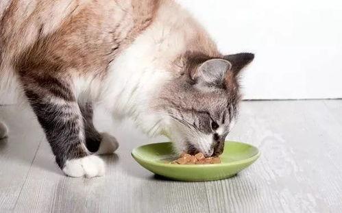 微密猫黑料吃瓜,吃瓜群众热议背后的真相