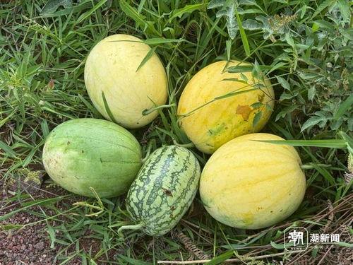 丽水今日吃瓜事件真相是真的吗,真相揭秘，还原事件始末