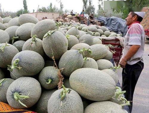 今日海南哈密瓜价格最新行情,新鲜上市，价格走俏