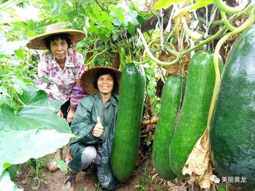 专门发网红黑料的吃瓜群,吃瓜群背后的黑料风云