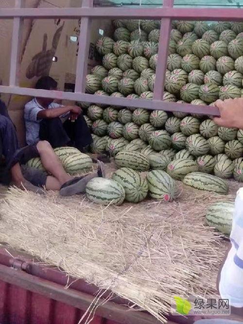 美都麒麟瓜今日价格行情,价格波动解析