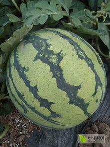 美都麒麟瓜今日价格行情,价格波动解析