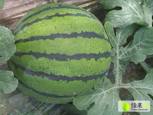 德州临邑爆料吃瓜,揭秘背后真相