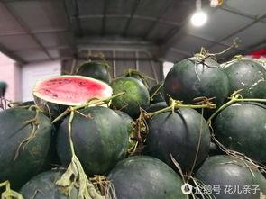 丽水今日热瓜价格
