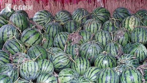 丽水今日热瓜价格