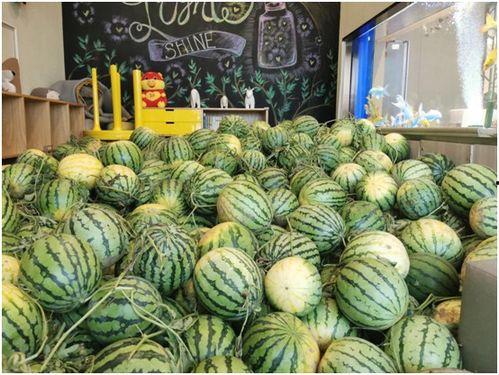 今日吃瓜往日吃瓜,一场全民娱乐的演变之旅