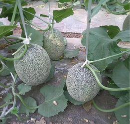 云南哈密瓜今日价格行情,价格行情一览