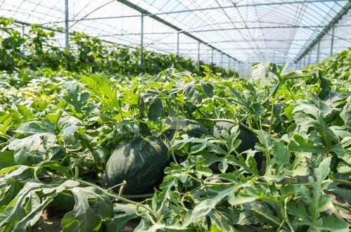 农村吃瓜爆料图片大全,趣味瞬间大盘点