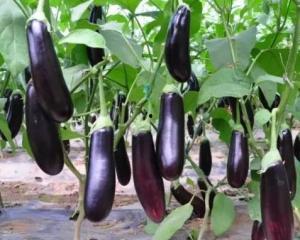 瓜茄今日价格表,今日市场行情一览