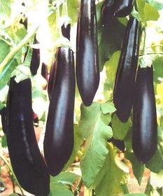 瓜茄今日价格表,今日市场行情一览