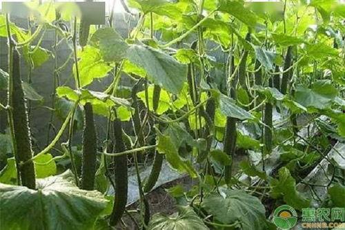 江苏鲜瓜今日价格