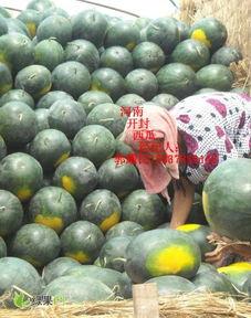 开封今日鲜瓜价格,市民抢购热潮涌动”