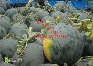 开封今日鲜瓜价格,市民抢购热潮涌动”