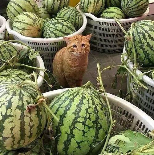 五一吃瓜今日必吃大瓜下一句是啥,揭秘今日必吃大瓜背后的惊人真相