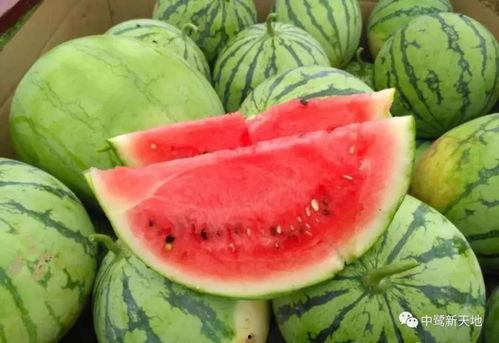 今日宜吃瓜章玉,章玉带你领略美食与娱乐的完美融合