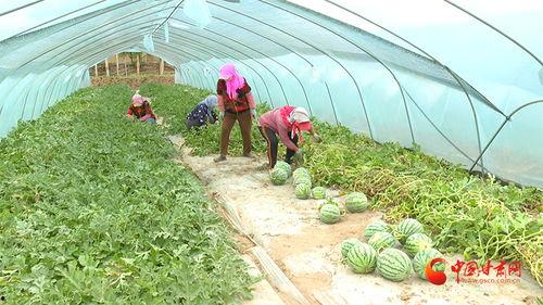 瓜菜今日收购价格,今日收购价格一览”