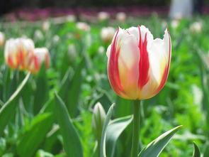 瓜渚湖郁金香今日