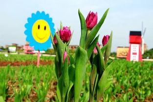 瓜渚湖郁金香今日