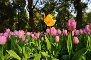 瓜渚湖郁金香今日