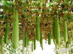 瓠瓜今日价格最新行情,今日行情一览”