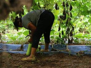 瓠瓜今日价格最新行情,今日行情一览”