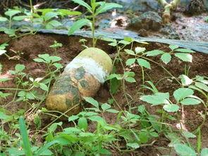 瓠瓜今日价格最新行情,今日行情一览”