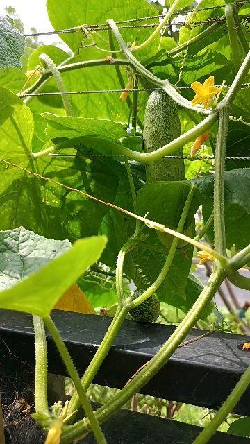 今日摘瓜视频在线观看,精彩瞬间在线观看，不容错过