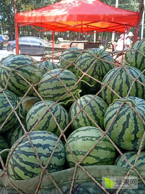 河南今日瓜价行情,品种丰富，价格稳定