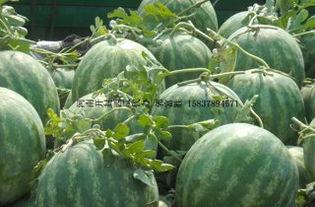 河南今日瓜价行情,品种丰富，价格稳定