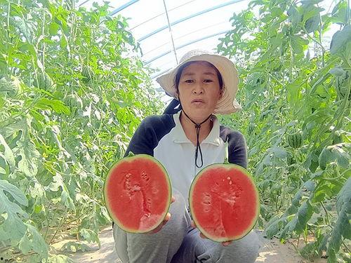 中牟今日小吊瓜价格表,新鲜上市，品质优价实