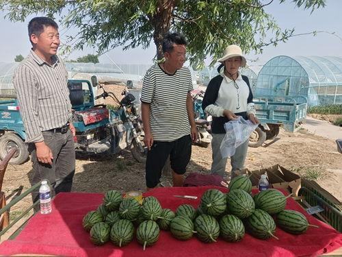 中牟今日小吊瓜价格表,新鲜上市，品质优价实