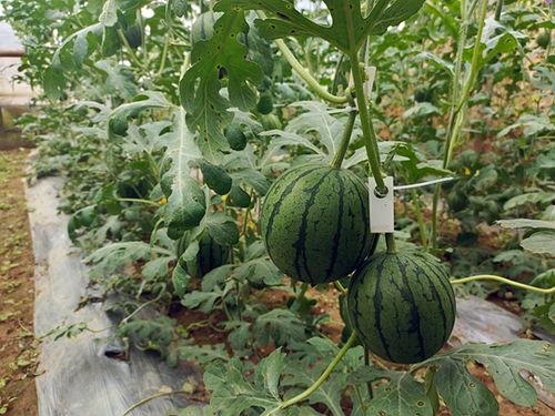 中牟今日小吊瓜价格表,新鲜上市，品质优价实