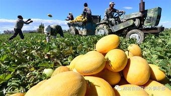 新疆今日籽瓜行情怎么样,今日市场动态一览