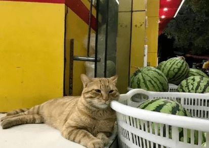 猫瓜草今日行情