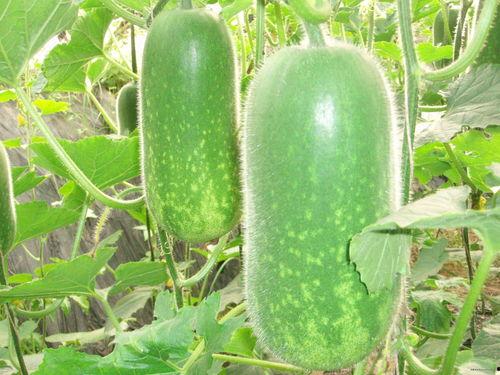 最新七夕吃瓜爆料图片高清