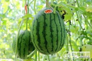 巩义四姑娘吃瓜爆料,揭秘娱乐圈背后的惊人真相