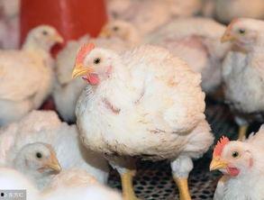 甘肃瓜州今日鸡价,市场行情一览