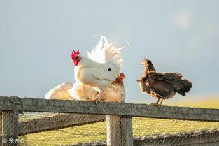 甘肃瓜州今日鸡价,市场行情一览