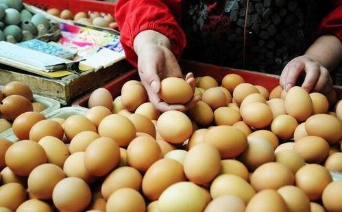 甘肃瓜州今日鸡价,市场行情一览