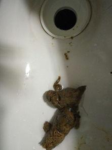 吃佛手瓜大便黑正常吗怎么回事,正常现象还是健康警示？